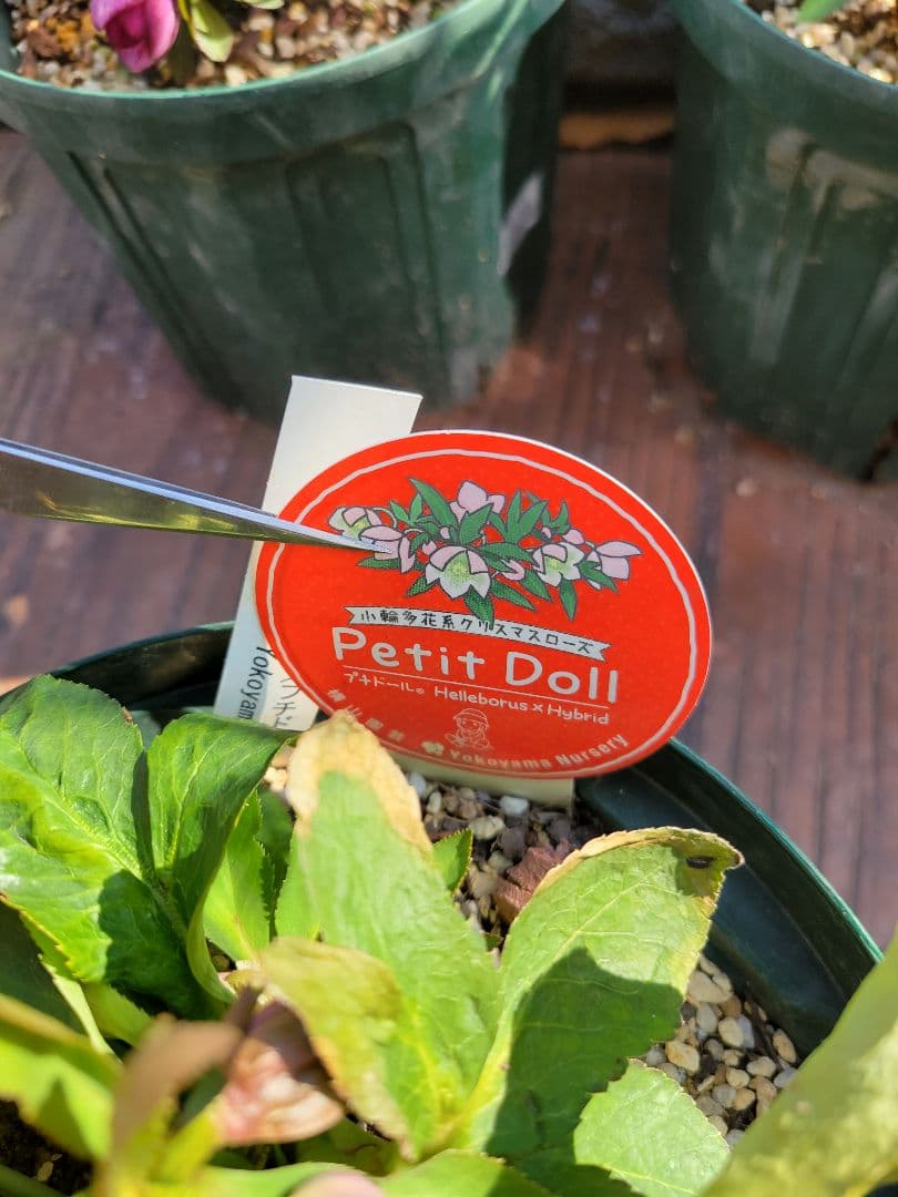 大*★様 横山園芸　ベビードール　プチドール　SS