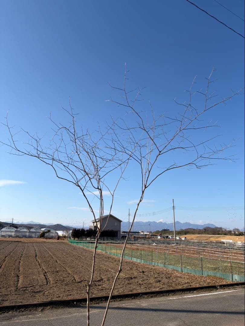 山採り ナツハゼ 自然樹形