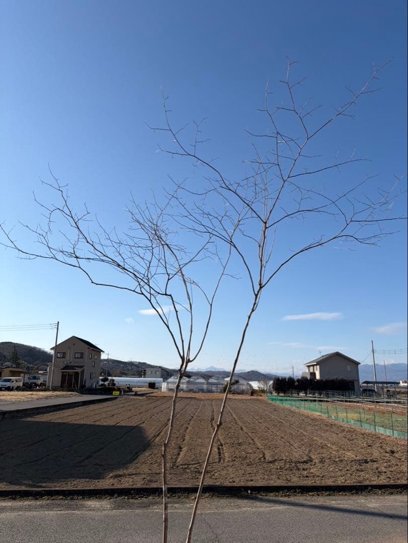 山採り ナツハゼ 自然樹形