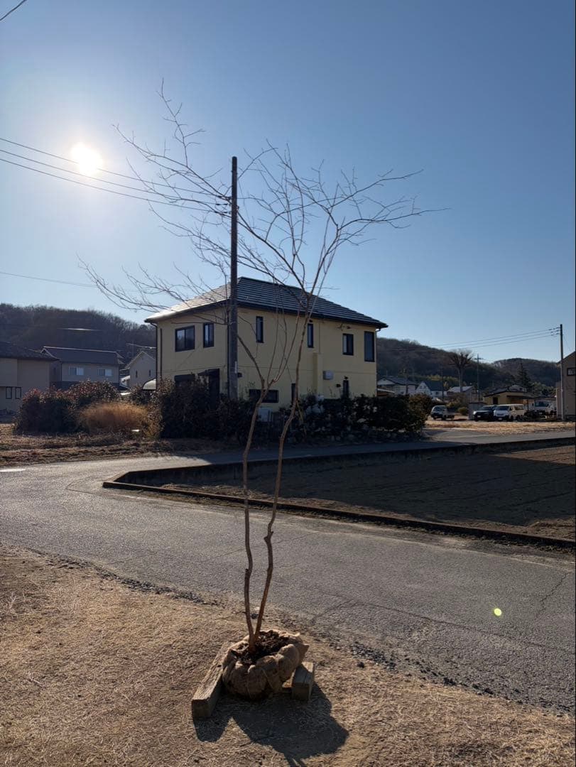 山採り ナツハゼ 自然樹形