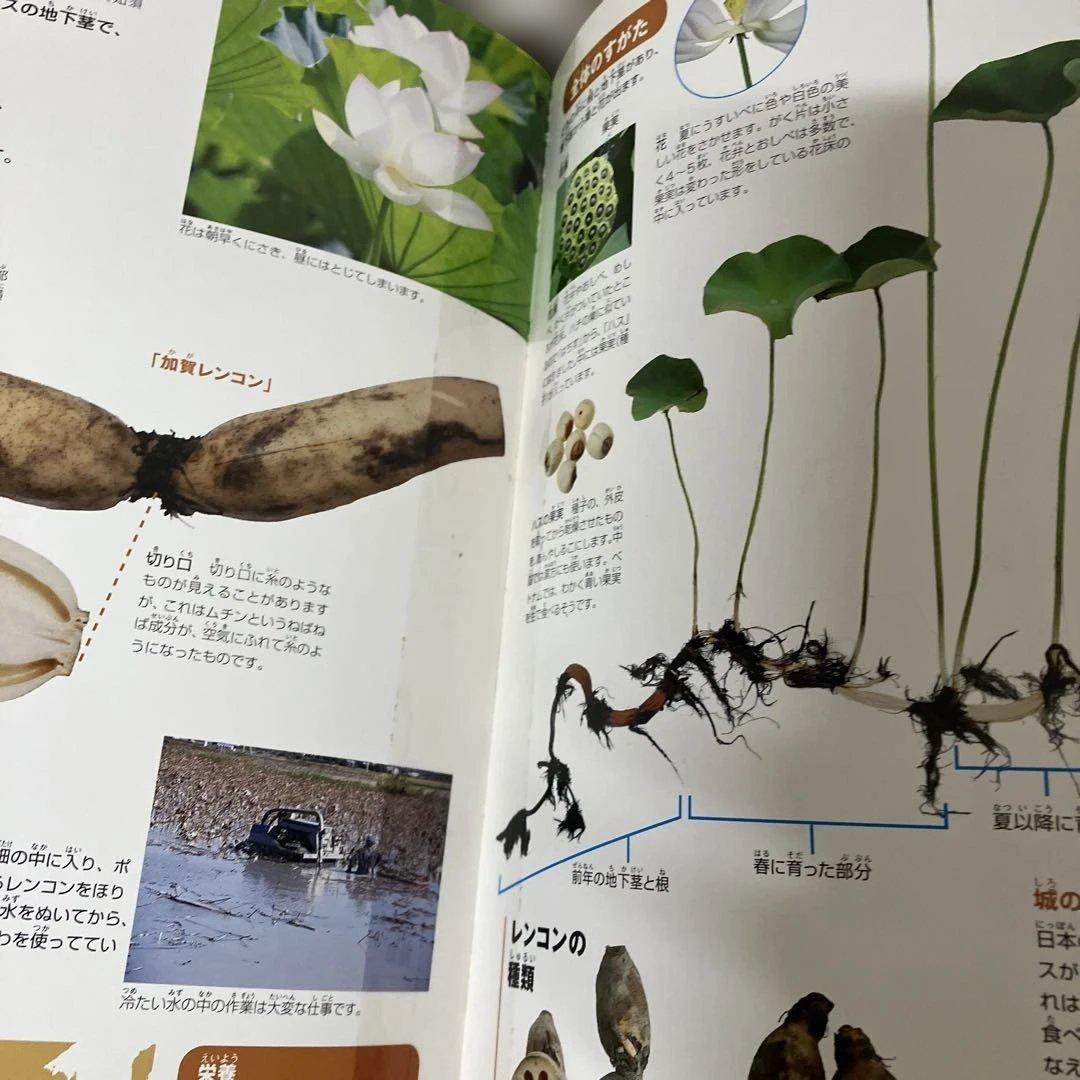 小学館図鑑NEO 　18冊 セット 一部DVD付き　小学館　図鑑　NEO