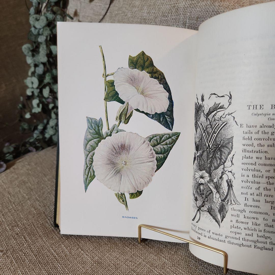 植物図鑑　洋書　古書　アンティーク　Familar Wild Flowers①