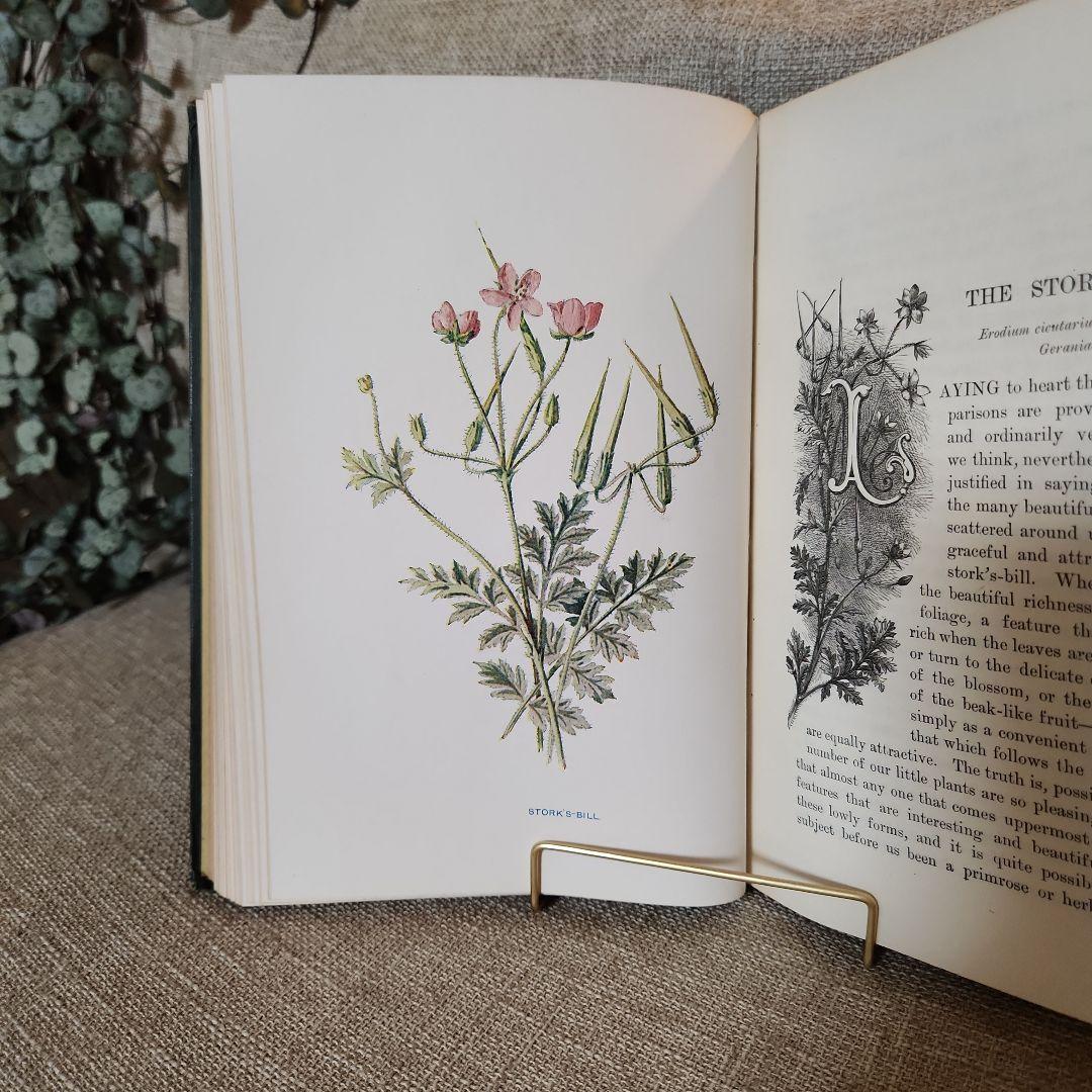 植物図鑑　洋書　古書　アンティーク　Familar Wild Flowers①