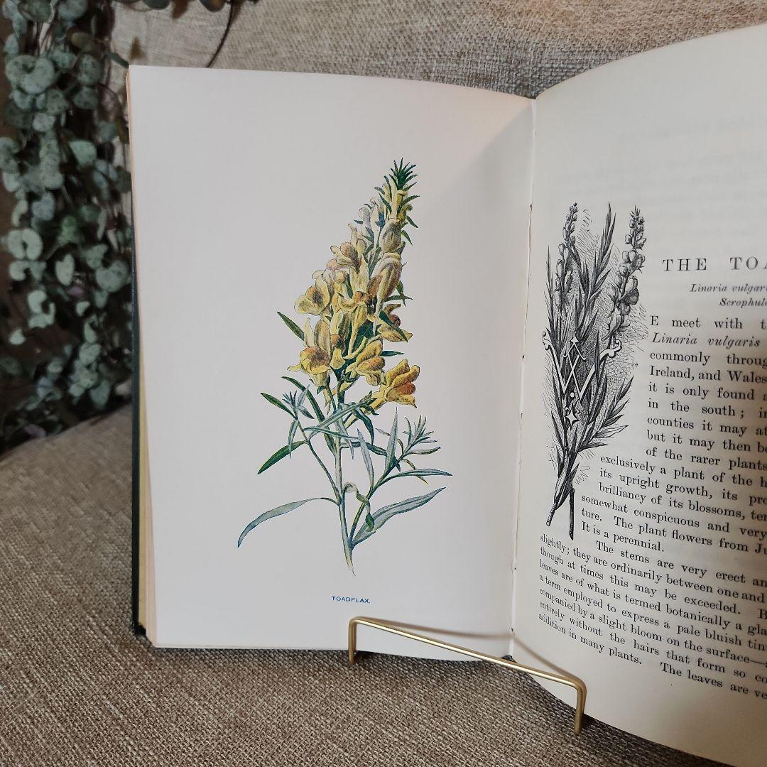 植物図鑑　洋書　古書　アンティーク　Familar Wild Flowers①