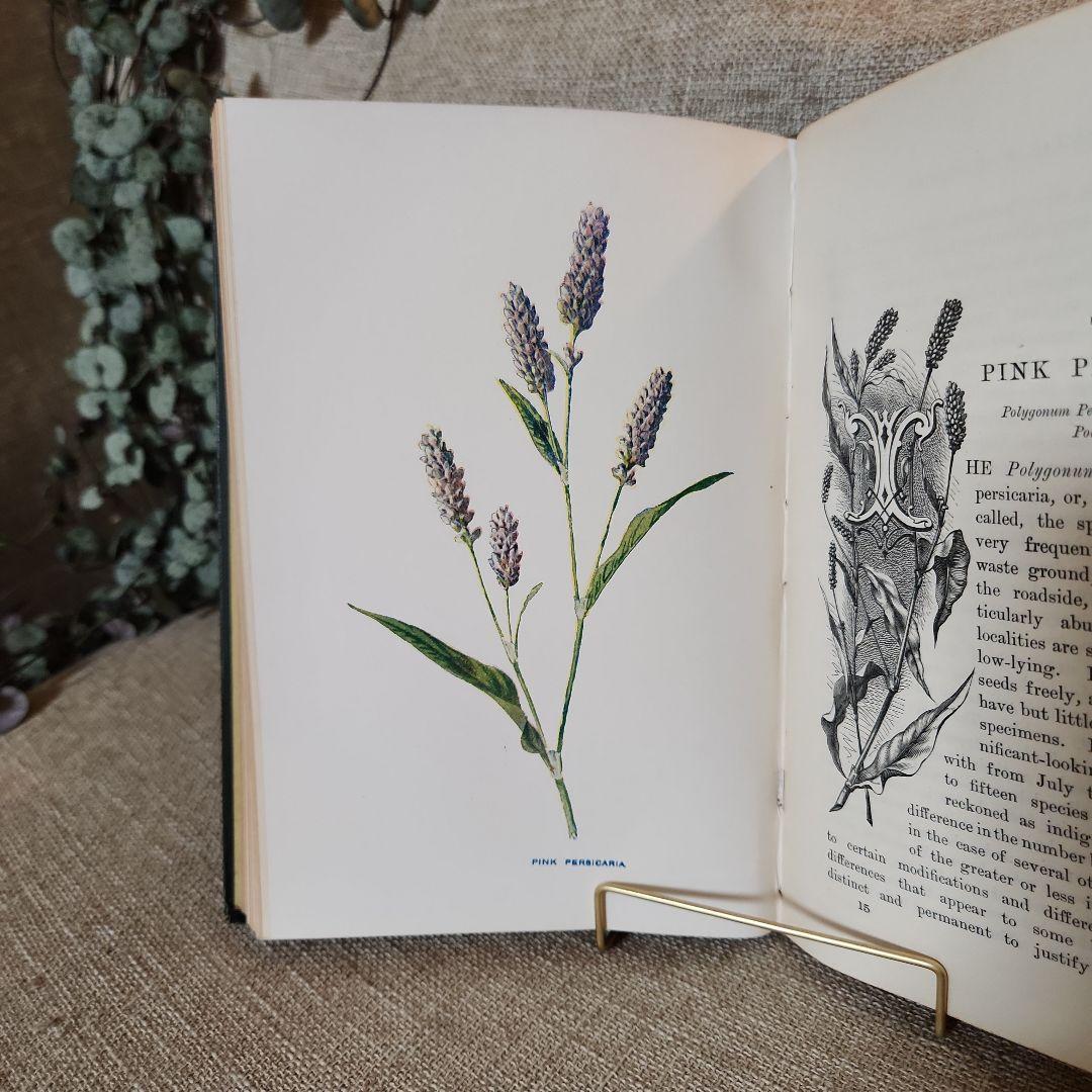 植物図鑑　洋書　古書　アンティーク　Familar Wild Flowers①