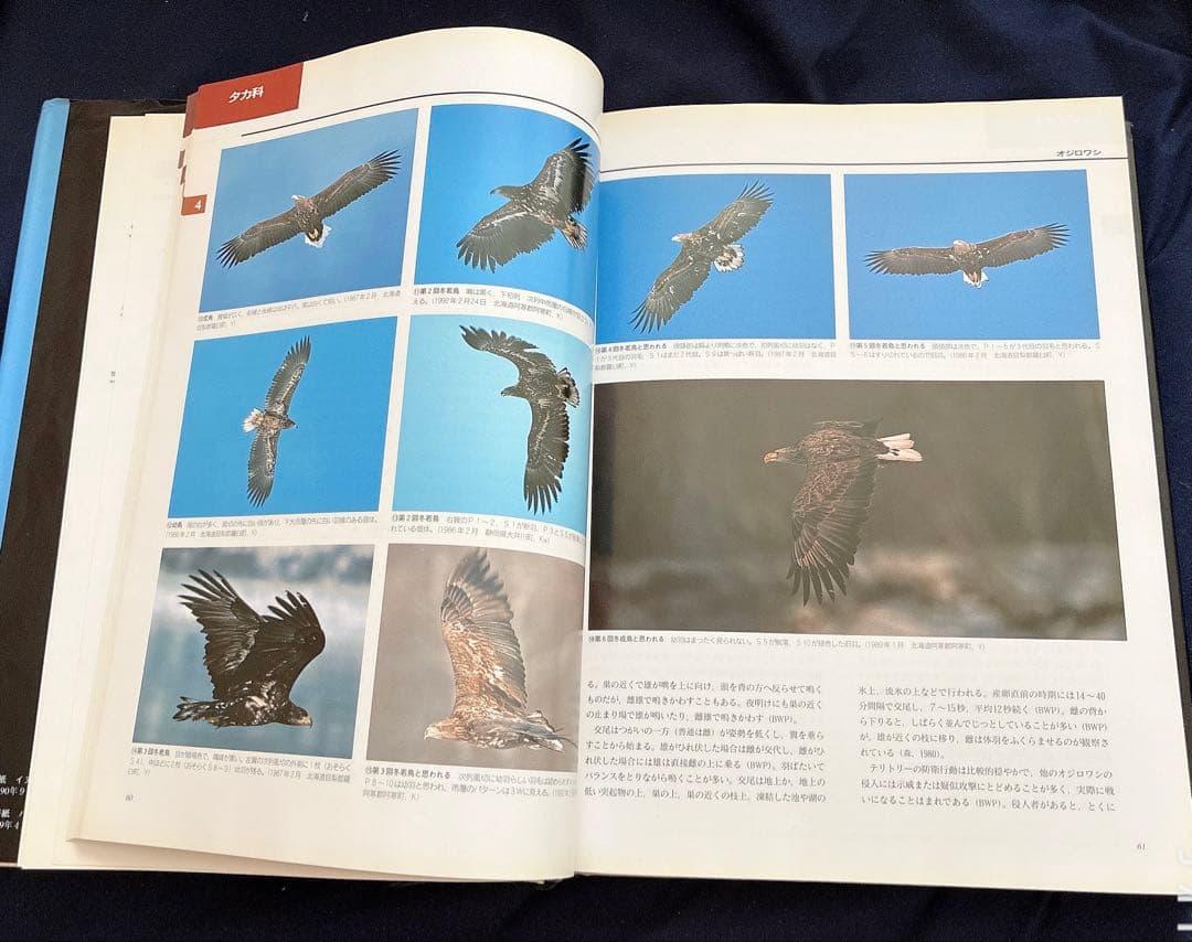 図鑑　日本のワシタカ類