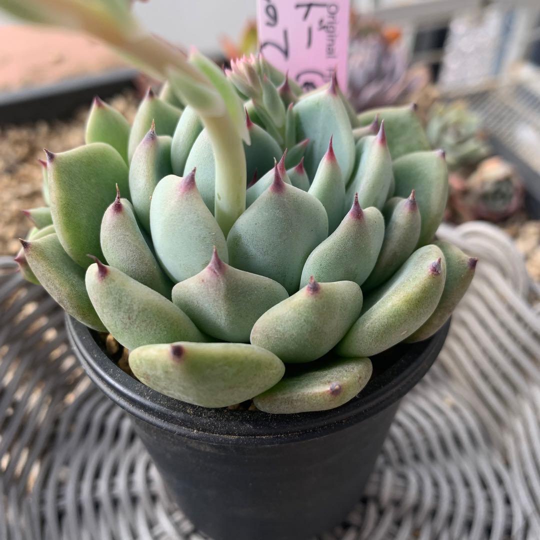 ルイパパ苗　シャドー　× 鬼のて　子株　花芽　札付き2/23撮影