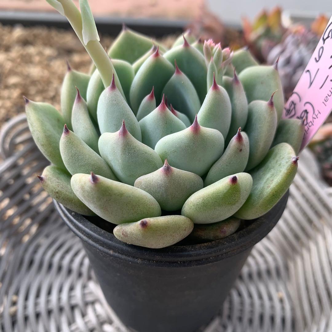 ルイパパ苗　シャドー　× 鬼のて　子株　花芽　札付き2/23撮影