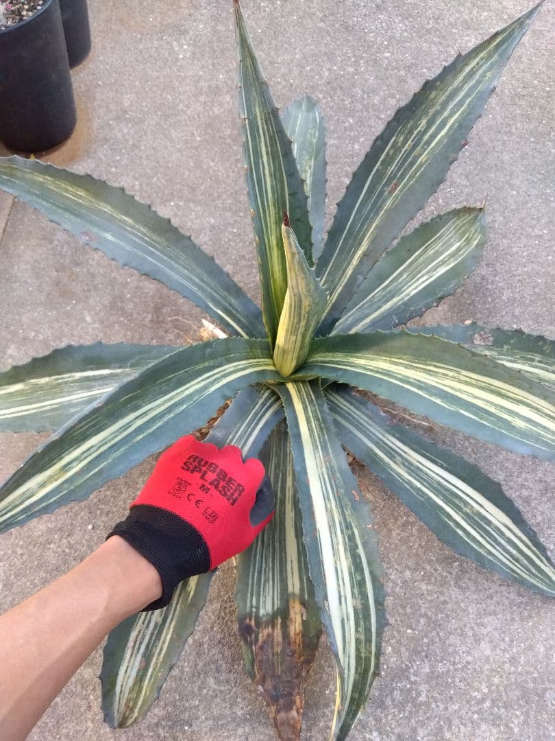 アガベ　アメリカーナ　白縞斑　大株約80センチ❗　②