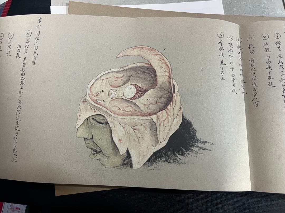 『解剖存真図』「胃・腸編」「肺・心臓編」「脳・神経編」カラー複製 3点◆腑分け