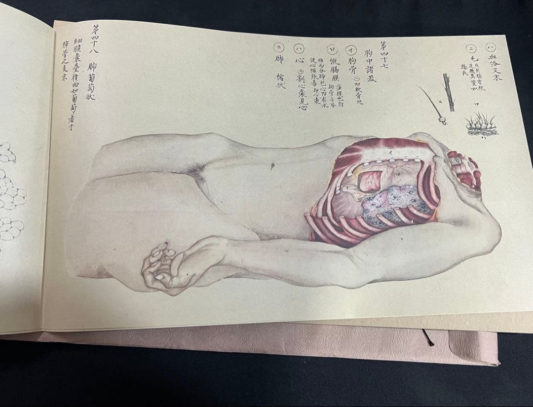 『解剖存真図』「胃・腸編」「肺・心臓編」「脳・神経編」カラー複製 3点◆腑分け