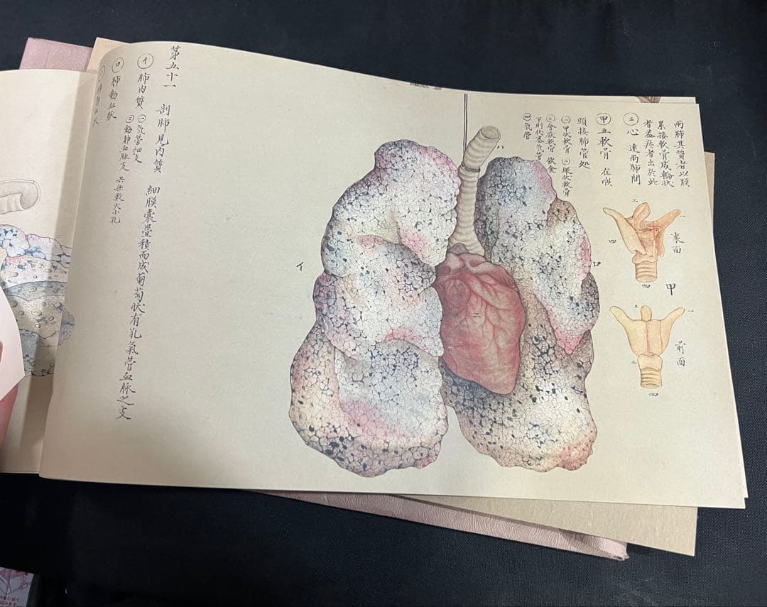 『解剖存真図』「胃・腸編」「肺・心臓編」「脳・神経編」カラー複製 3点◆腑分け