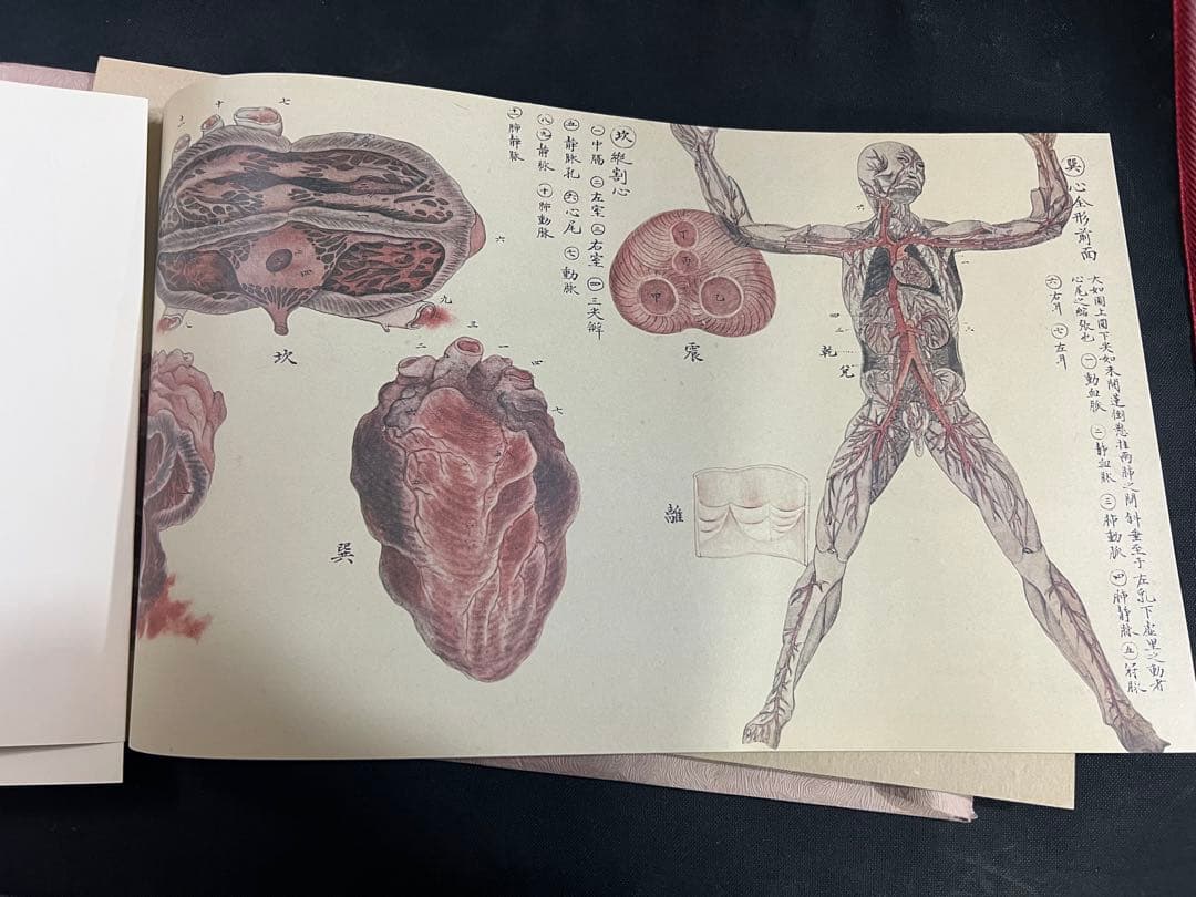 『解剖存真図』「胃・腸編」「肺・心臓編」「脳・神経編」カラー複製 3点◆腑分け