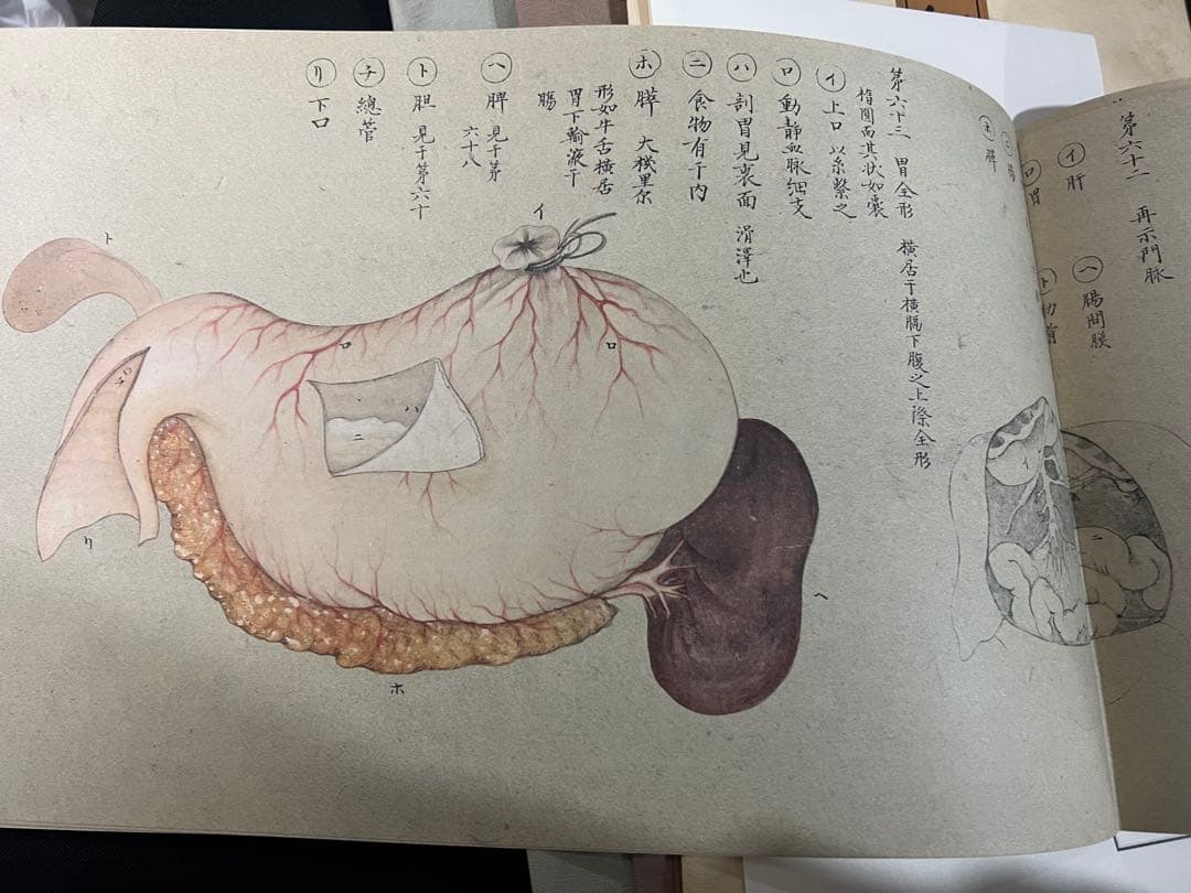 『解剖存真図』「胃・腸編」「肺・心臓編」「脳・神経編」カラー複製 3点◆腑分け