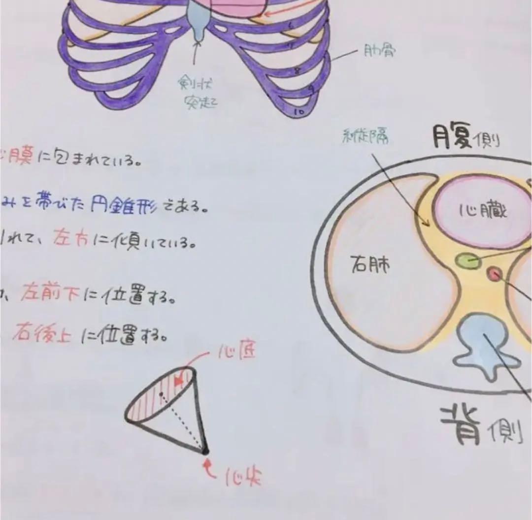 専用ページ　心臓　血液　まとめノート