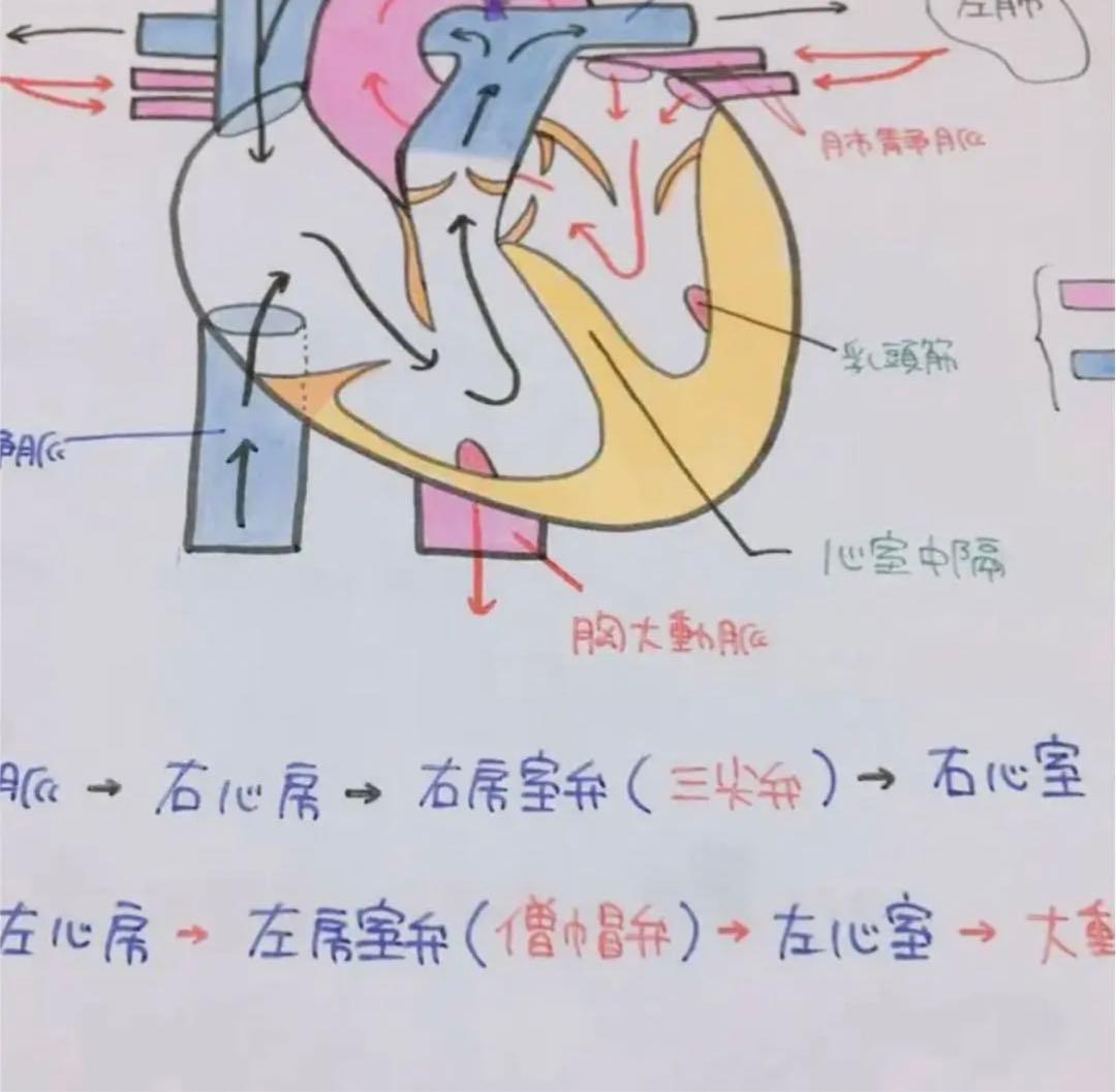 専用ページ　心臓　血液　まとめノート