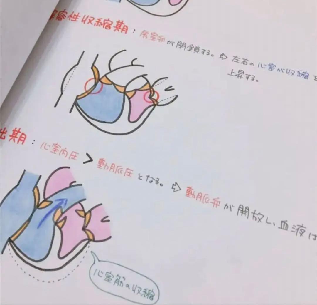 専用ページ　心臓　血液　まとめノート