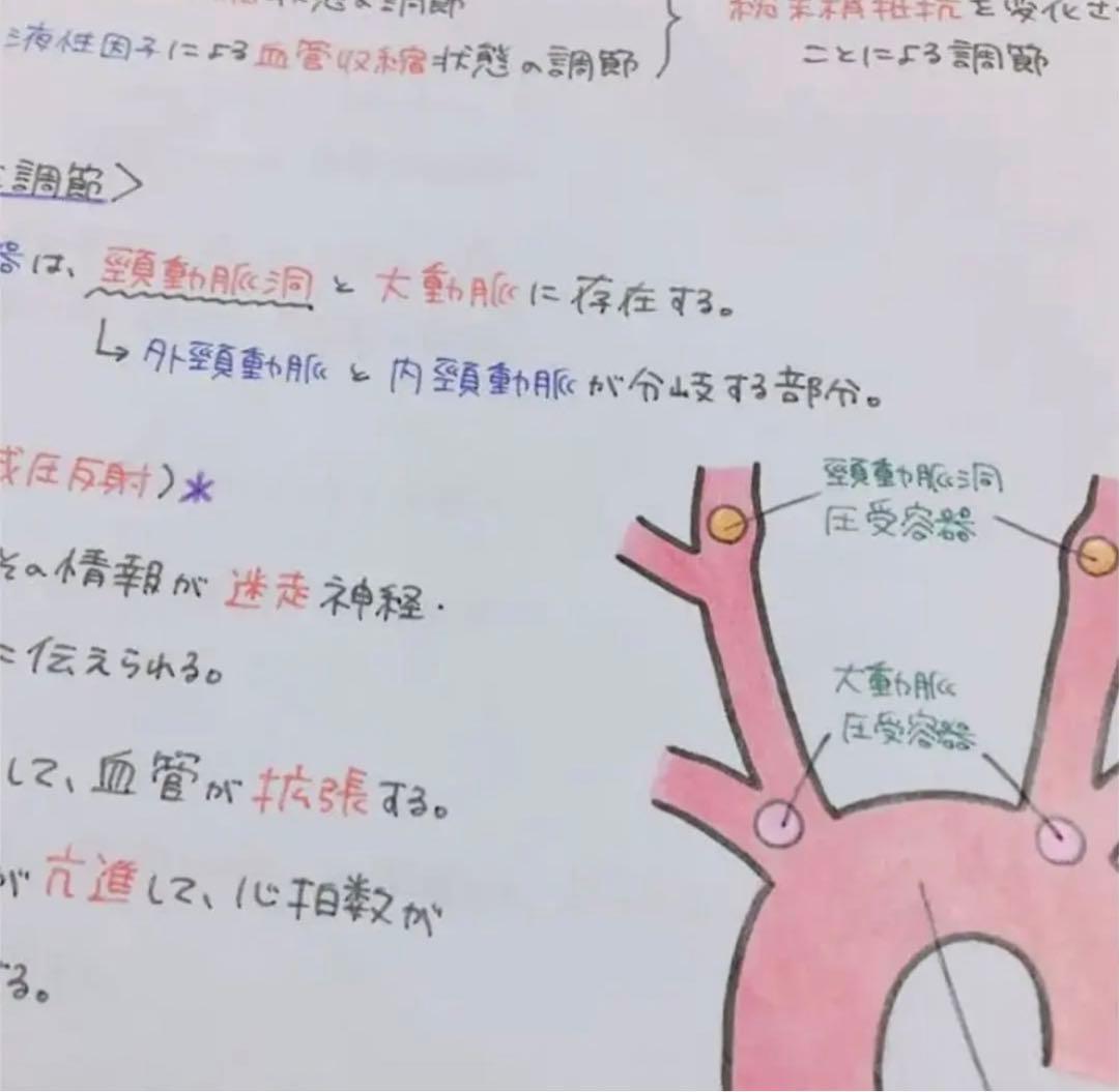 専用ページ　心臓　血液　まとめノート