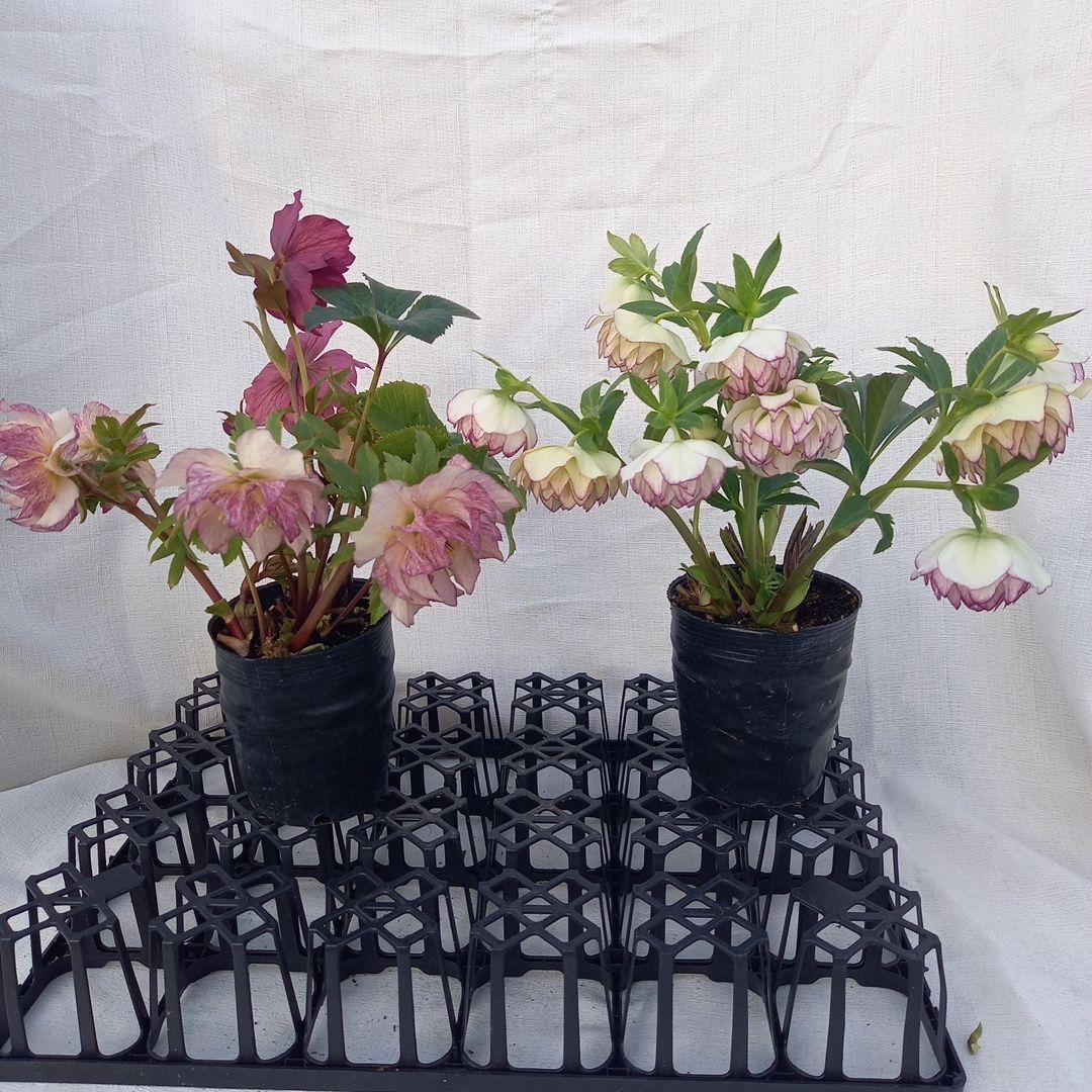 専用、華やか2個セット⭐クリスマスローズ、苗開花株