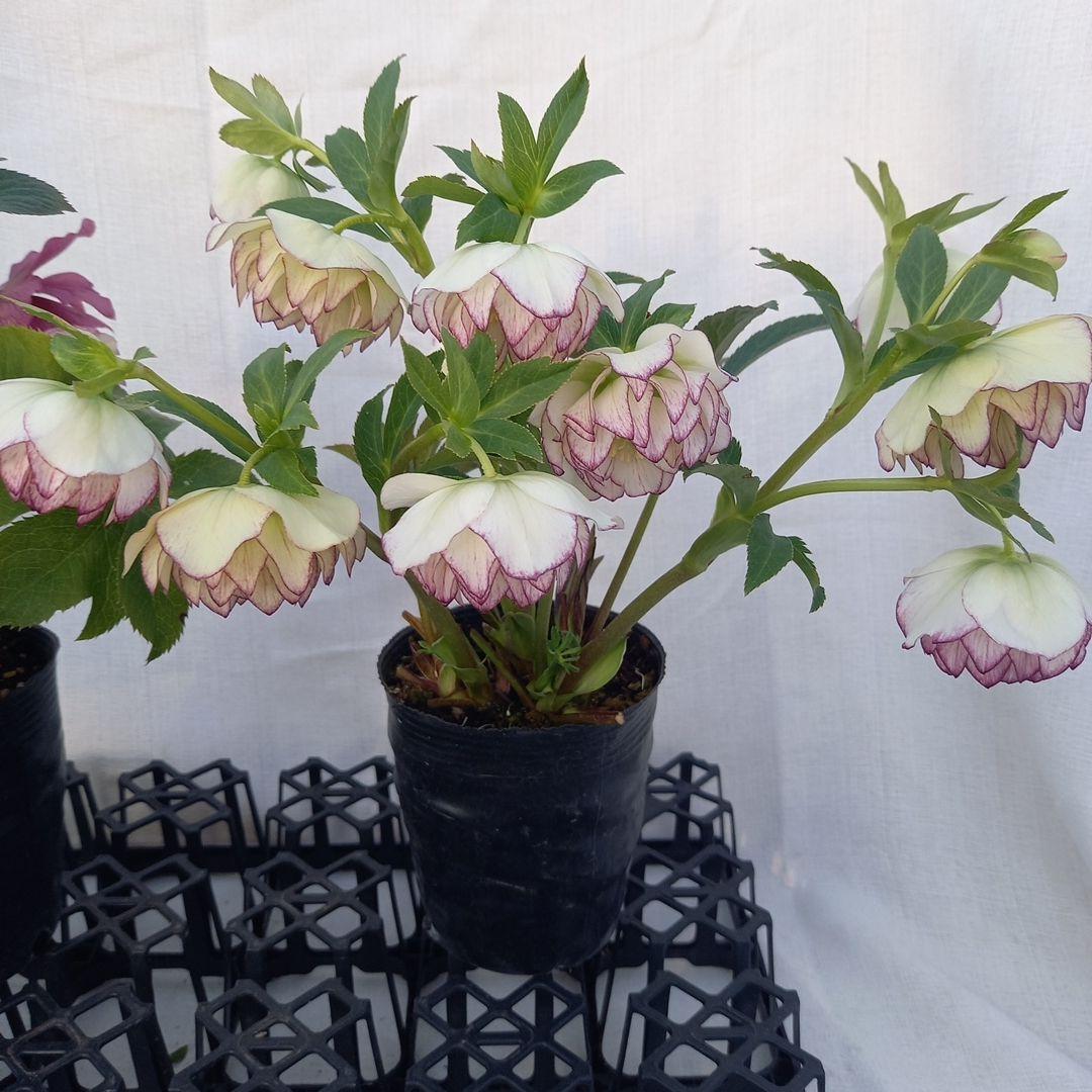 専用、華やか2個セット⭐クリスマスローズ、苗開花株