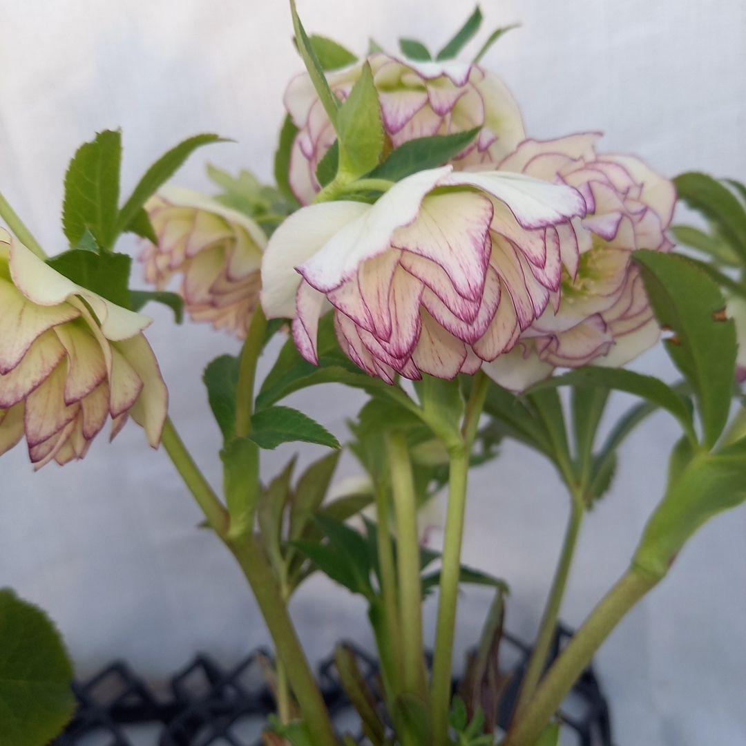 専用、華やか2個セット⭐クリスマスローズ、苗開花株