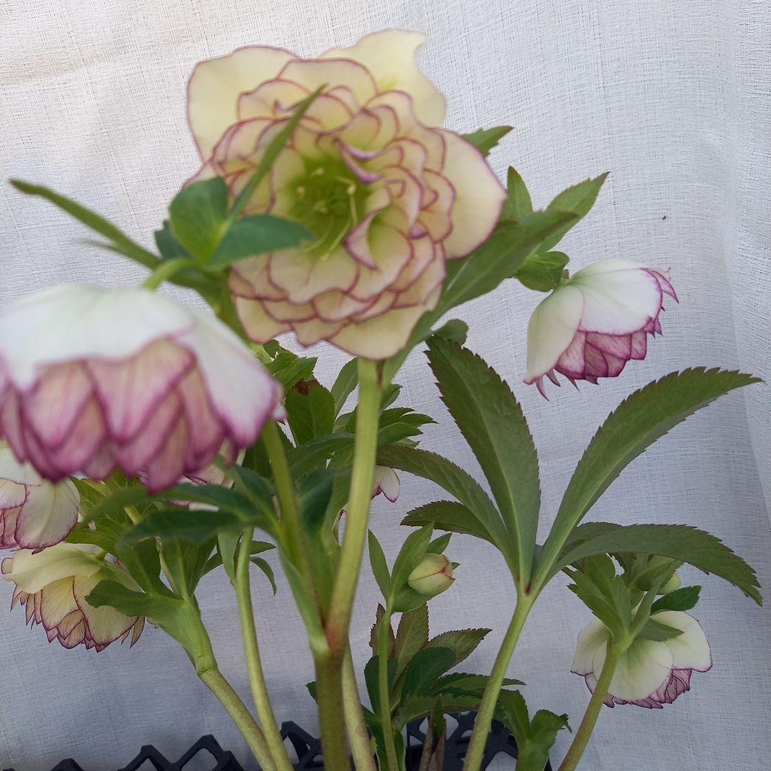 専用、華やか2個セット⭐クリスマスローズ、苗開花株