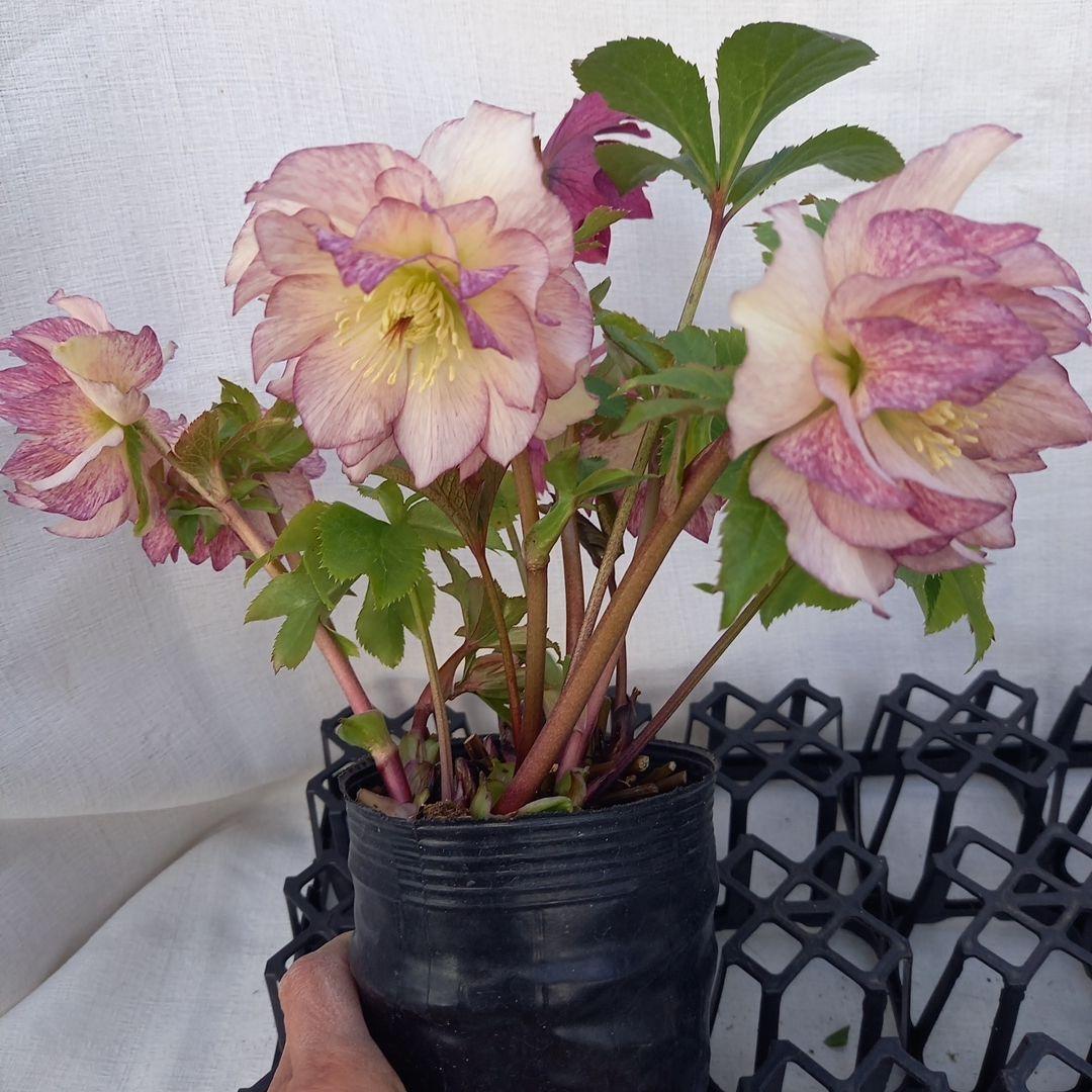 専用、華やか2個セット⭐クリスマスローズ、苗開花株