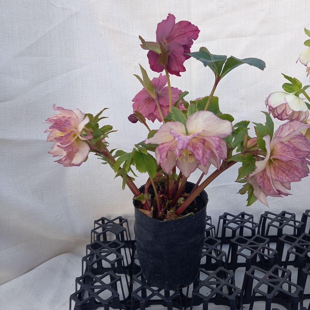 専用、華やか2個セット⭐クリスマスローズ、苗開花株