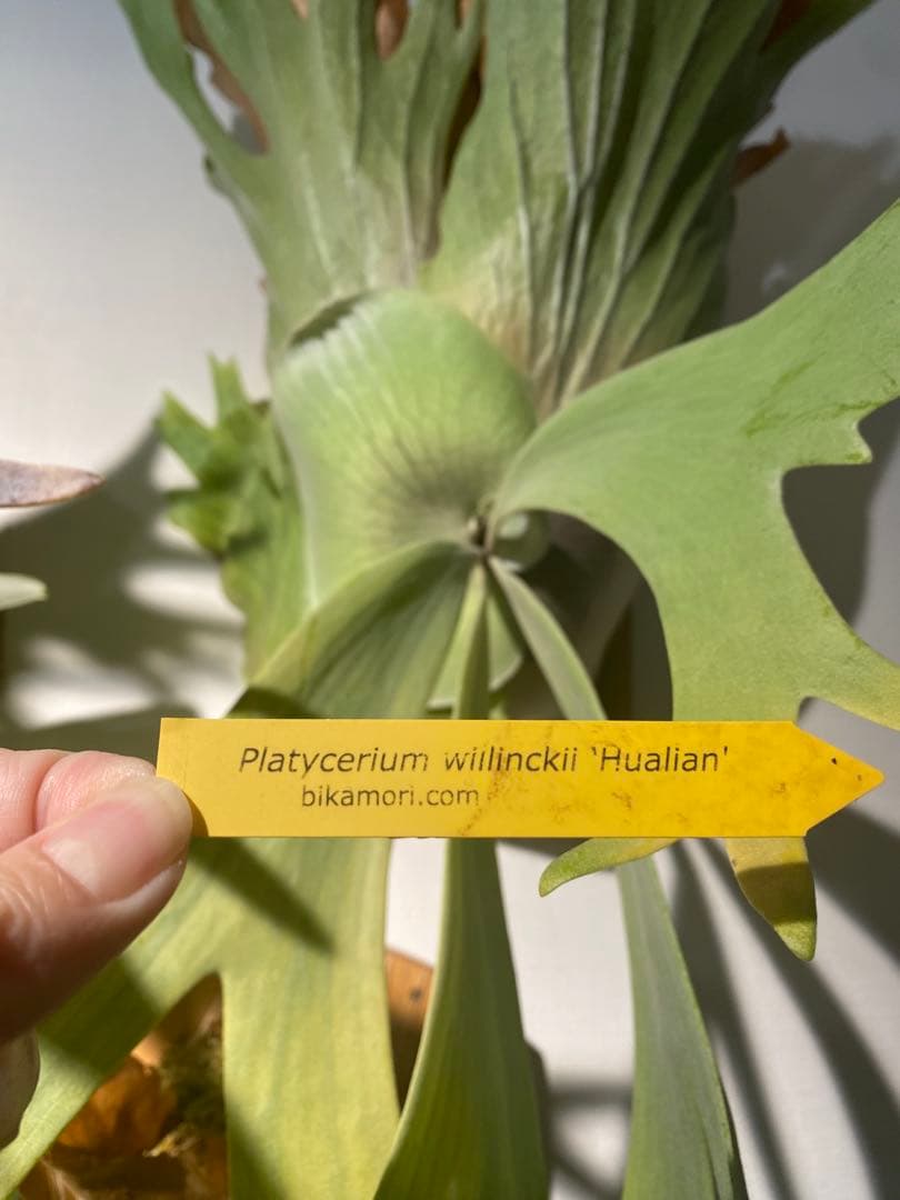 全長約90cm 超大型親株 P. willinckii 'Hualian'