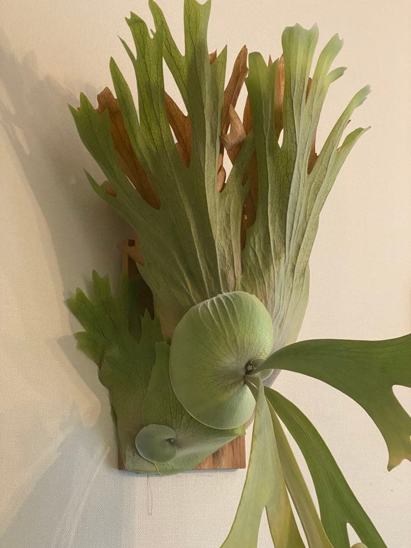 全長約90cm 超大型親株 P. willinckii 'Hualian'