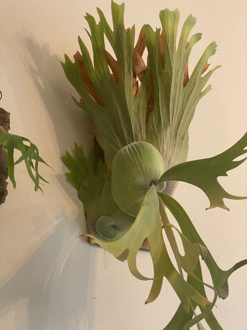 全長約90cm 超大型親株 P. willinckii 'Hualian'