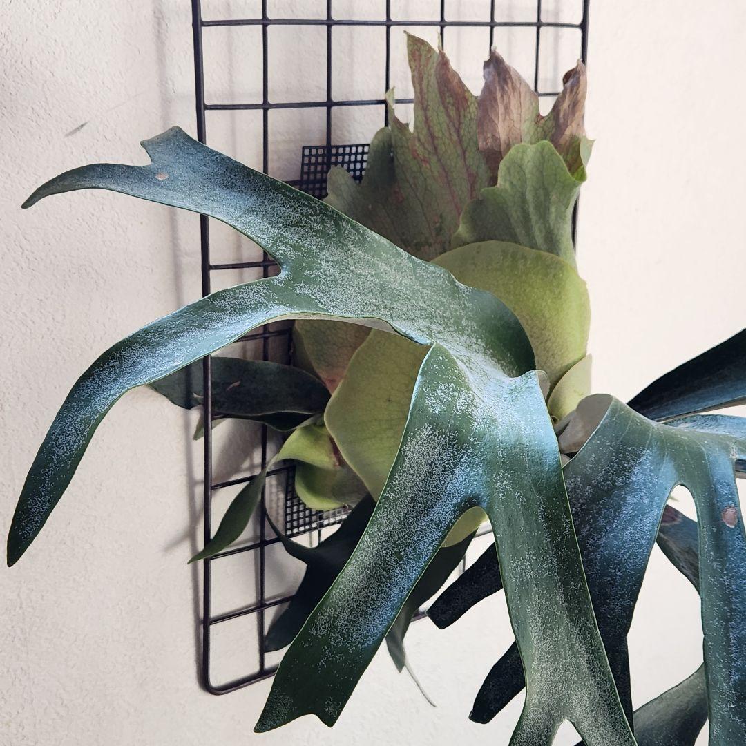 ビカクシダ コウモリラン ペガサス ➁