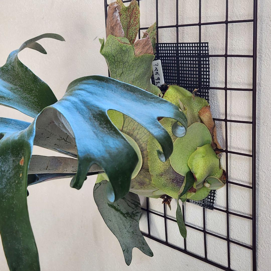 ビカクシダ コウモリラン ペガサス ➁