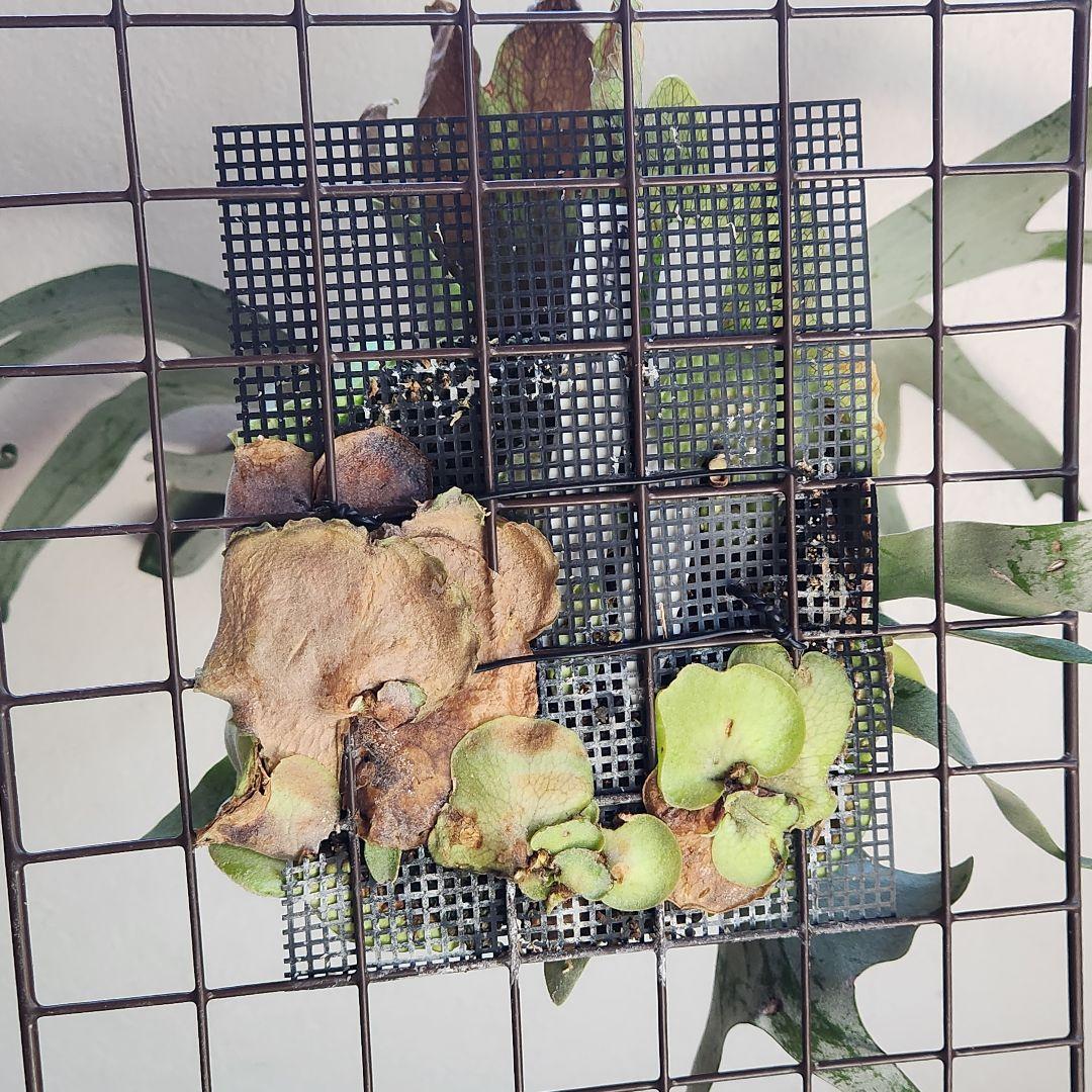 ビカクシダ コウモリラン ペガサス ➁