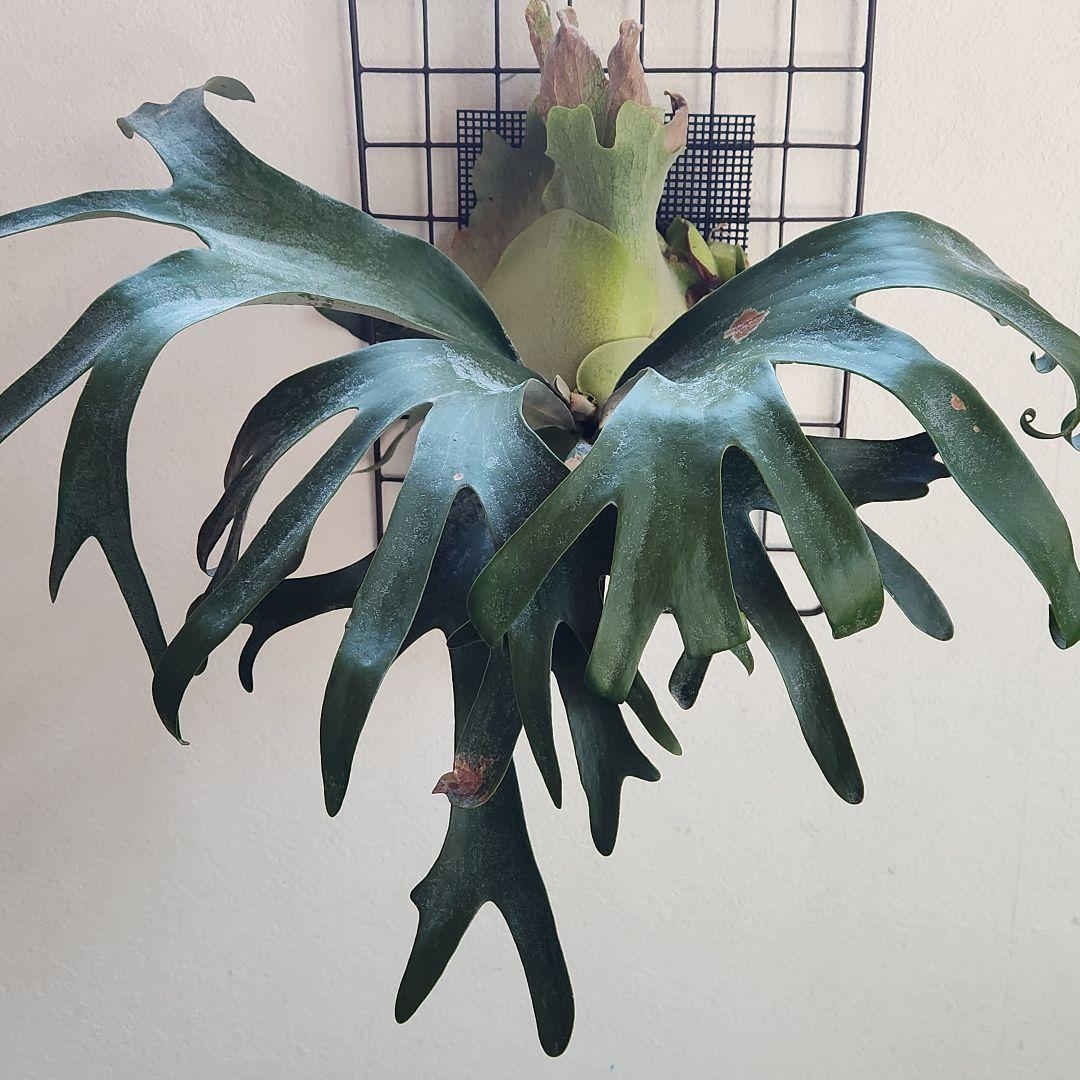 ビカクシダ コウモリラン ペガサス ➁