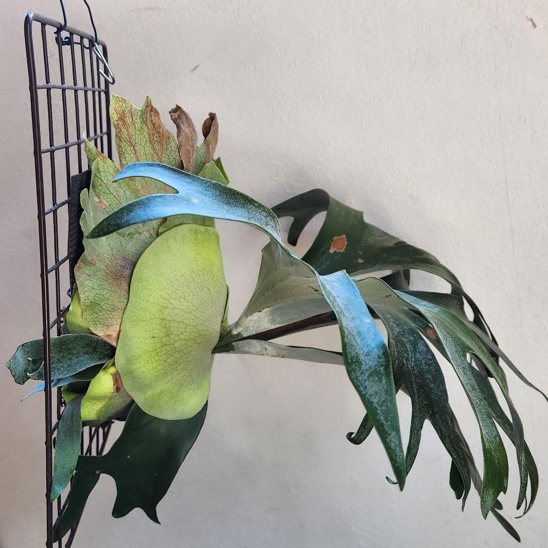 ビカクシダ コウモリラン ペガサス ➁