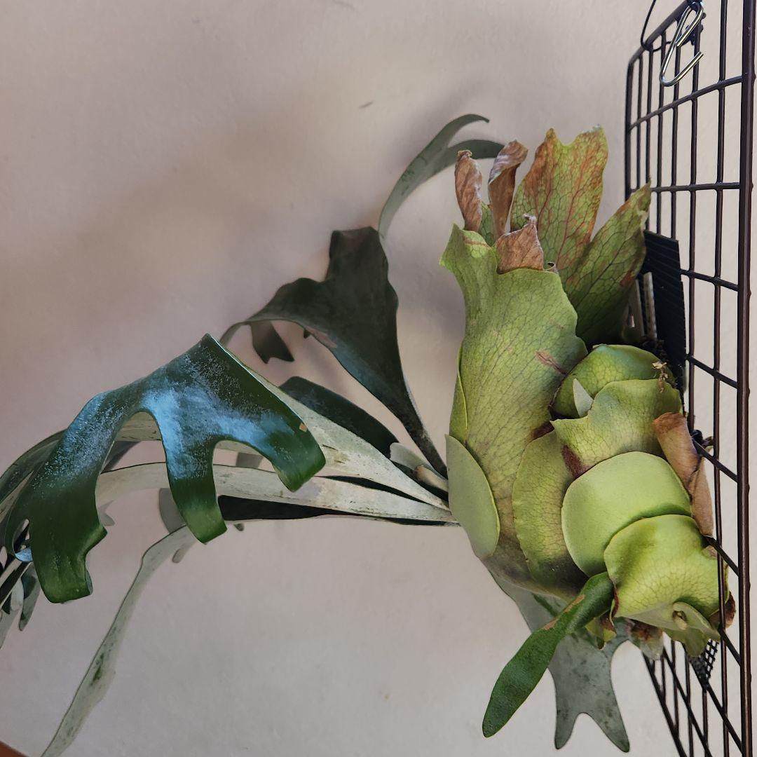 ビカクシダ コウモリラン ペガサス ➁