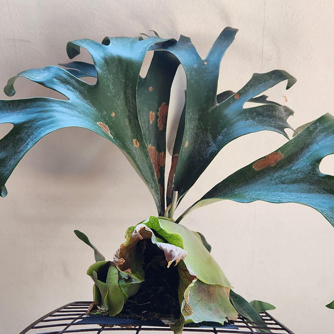 ビカクシダ コウモリラン ペガサス ➁