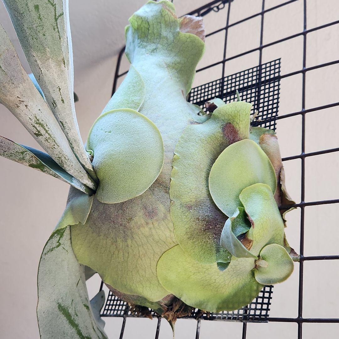 ビカクシダ コウモリラン ペガサス ➁