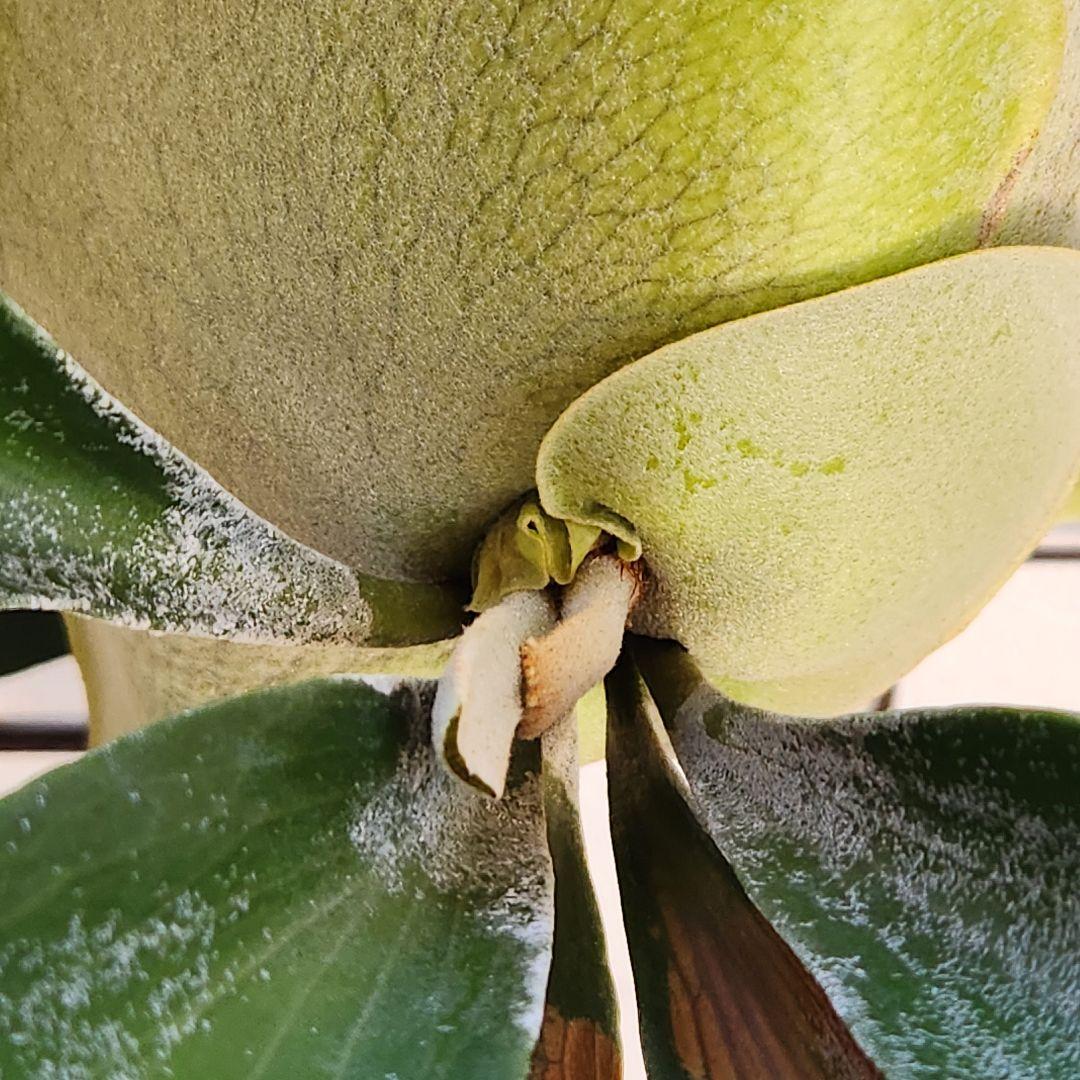 ビカクシダ コウモリラン ペガサス ➁