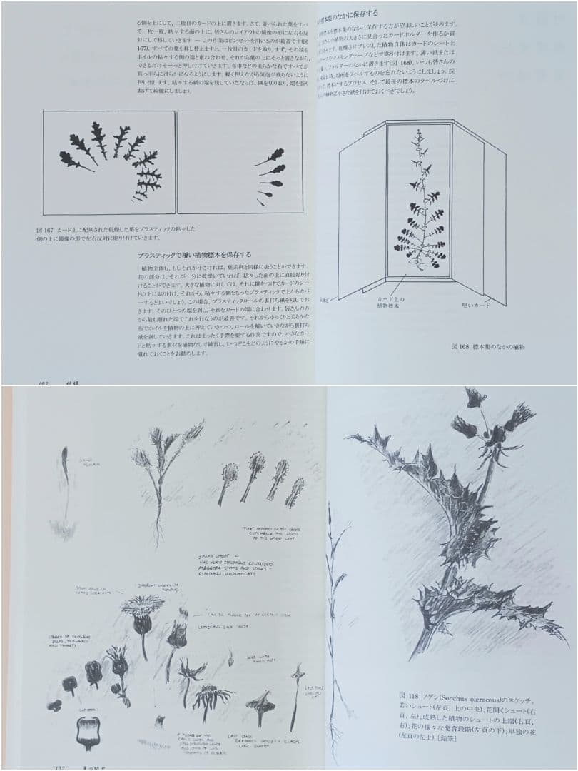 【新品未使用】植物への新しいまなざし ゲーテ＝シュタイナー的植物観察術