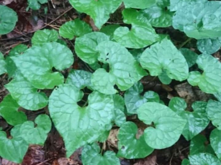 山野草　フタバアオイ(双葉葵)、90株位。キヨウテイ！