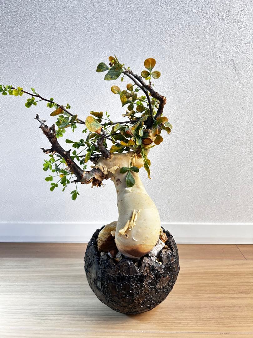 【発根済】コミフォラカタフ ピュア ソマリア産 中川智治