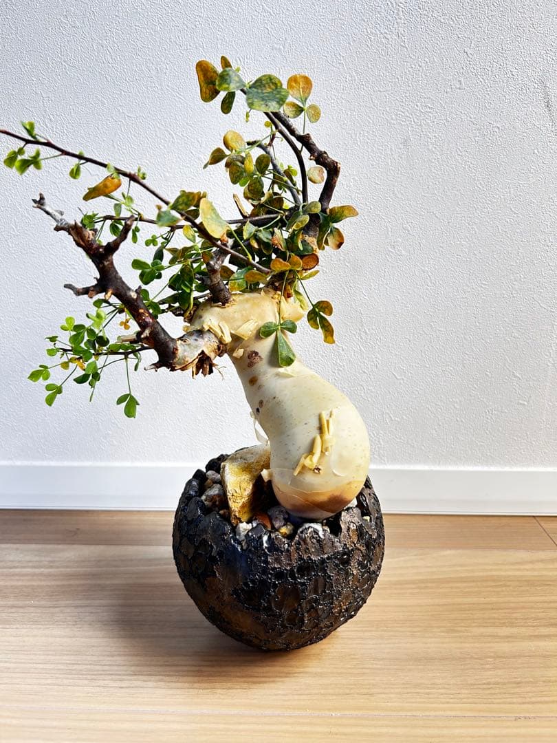 【発根済】コミフォラカタフ ピュア ソマリア産 中川智治