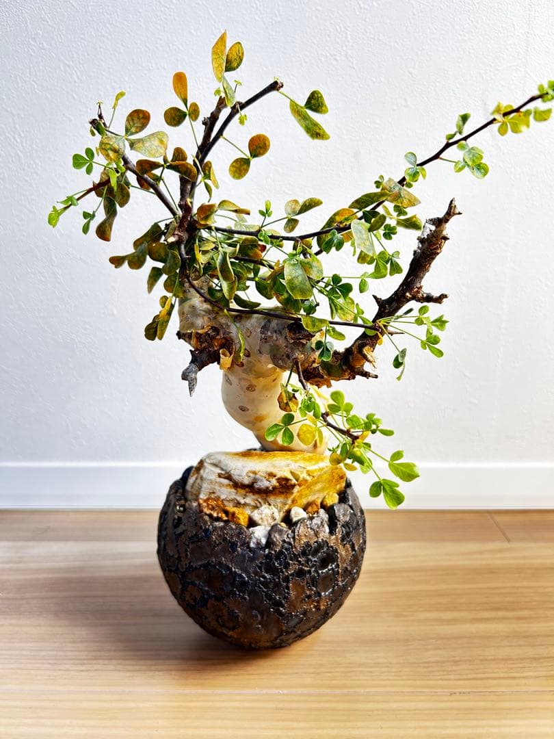 【発根済】コミフォラカタフ ピュア ソマリア産 中川智治