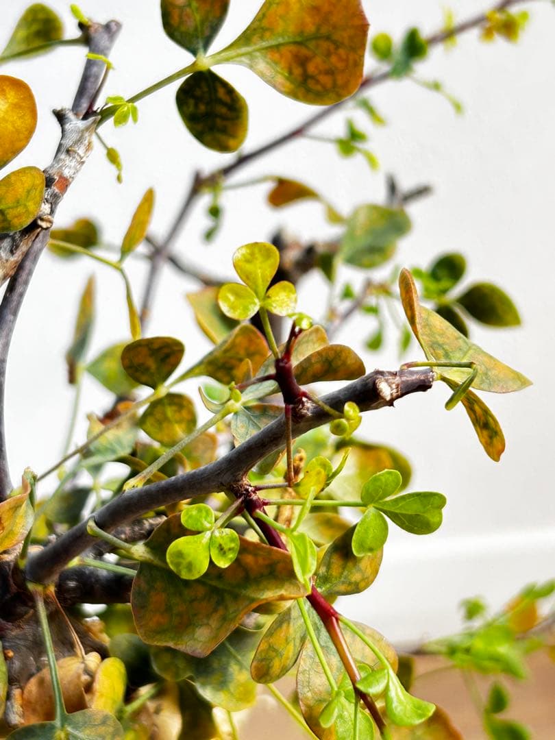 【発根済】コミフォラカタフ ピュア ソマリア産 中川智治