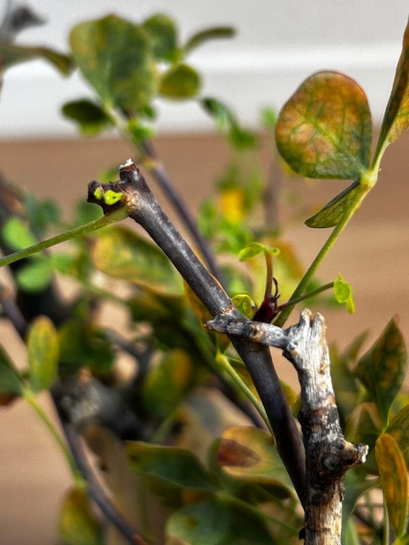 【発根済】コミフォラカタフ ピュア ソマリア産 中川智治