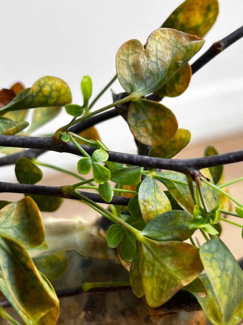 【発根済】コミフォラカタフ ピュア ソマリア産 中川智治