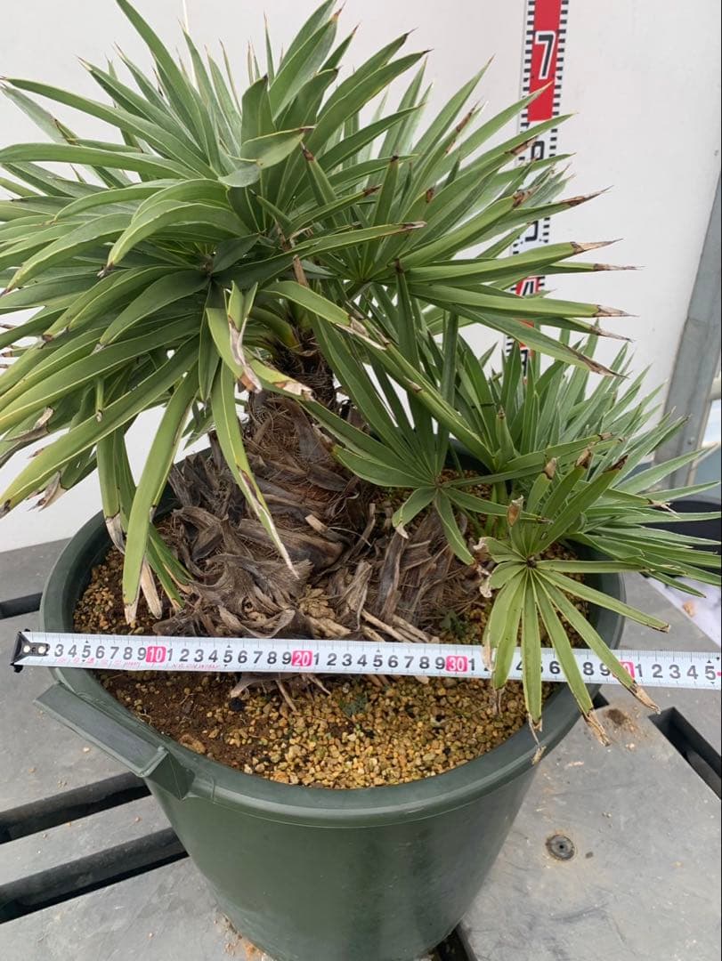 トリスリナックス