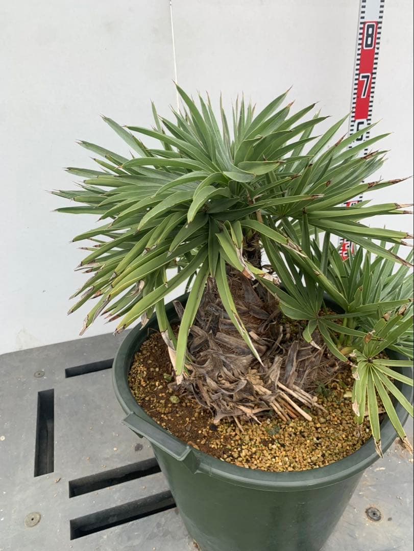 トリスリナックス